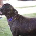 Photo of Mocha ~ Staffy Girl, (On Trial 4/5/15)