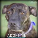 Photo of Mocha ~ Staffy Girl, (On Trial 4/5/15)