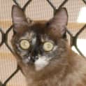 Photo of Lupin