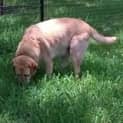 Photo of Sraji (Adoption Pending)