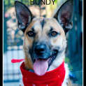 Photo of Bundy (On Trial 3/1/15) German Shepherd X Kelpie