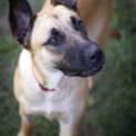 Photo of Renaldo (On Trial 4/1/15~ German Shepherd X Kelpie