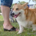 Photo of Smidge (On Hold Pending Adopt) ~ Purebred Corgi