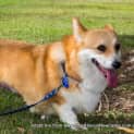 Photo of Smidge (On Hold Pending Adopt) ~ Purebred Corgi