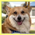 Photo of Smidge (On Hold Pending Adopt) ~ Purebred Corgi