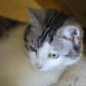 Photo of Star