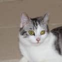 Photo of Star