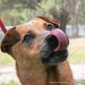 Photo of Magic (Trial 24/1/15) Great With Dogs And Kids