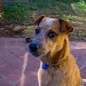 Photo of Magic (Trial 24/1/15) Great With Dogs And Kids