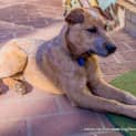 Photo of Magic (Trial 24/1/15) Great With Dogs And Kids