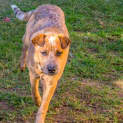 Photo of Magic (Trial 24/1/15) Great With Dogs And Kids