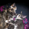 Photo of Elena & Ally (Calico Sisters)
