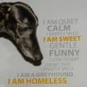Photo of Delilah (Adopted 1/2/15) ~ Velvety Black Greyhound