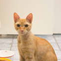 Photo of Capi $80 To Adopt!