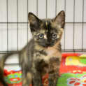 Photo of Lucy