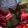 Photo of Cinders