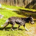 Photo of Buddy (On Trial 24/1/15) ~ Smiling Blue Cattle Dog
