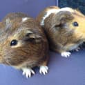 Photo of Dizzy And Ping Pong
