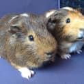 Photo of Dizzy And Ping Pong