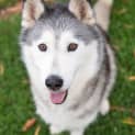 Photo of Zuri And Ike (To Be Rehomed As A Pair)