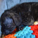 Photo of Puppy Poppy (Pend Adopt 17/1/15)~ Staffy X