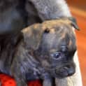 Photo of Puppy Poppy (Pend Adopt 17/1/15)~ Staffy X