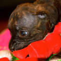 Photo of Puppy Poppy (Pend Adopt 17/1/15)~ Staffy X