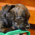 Photo of Puppy Willow (Pending Adopt 17/1/15)~ Staffy X