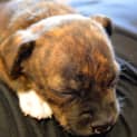 Photo of Puppy Willow (Pending Adopt 17/1/15)~ Staffy X