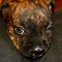 Photo of Puppy Willow (Pending Adopt 17/1/15)~ Staffy X