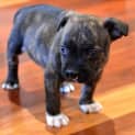 Photo of Puppy Willow (Pending Adopt 17/1/15)~ Staffy X