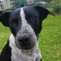 Photo of Ziggy ~ On Trial 16/1/2015