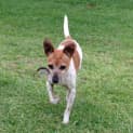 Photo of Lucky (On Trial 24/2/2015)~ Tenterfield Terrier