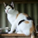 Photo of "Checkers" $49   Purrfect Match