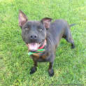 Photo of Harry (On Trial 3/1/15) ~ 6 Month Old Staffy