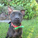 Photo of Harry (On Trial 3/1/15) ~ 6 Month Old Staffy