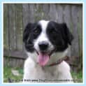 Photo of Bj (On Trial 20/1/15) Jack Russell Terrier X