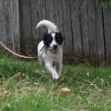 Photo of Bj (On Trial 20/1/15) Jack Russell Terrier X