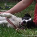 Photo of Bj (On Trial 20/1/15) Jack Russell Terrier X