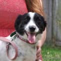 Photo of Bj (On Trial 20/1/15) Jack Russell Terrier X