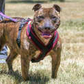 Photo of Ruby