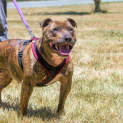 Photo of Ruby