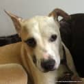Photo of Zailey ~ Kelpie (On Trial 9/7/15)