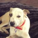 Photo of Zailey ~ Kelpie (On Trial 9/7/15)