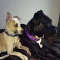 Photo of Zailey ~ Kelpie (On Trial 9/7/15)