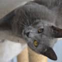 Photo of Smokey