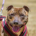 Photo of Ruby