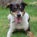 Photo of Max  Lovely And Loyal 