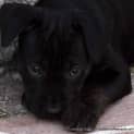 Photo of Rocco (On Trial 9/1/15)~ Boxerx Rottix Staffy Pup