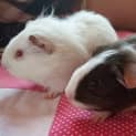 Photo of Snowy And Top Deck